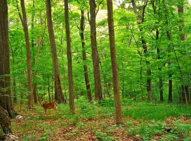 袖虎病狗攻略：犬瘟热是怎么回事