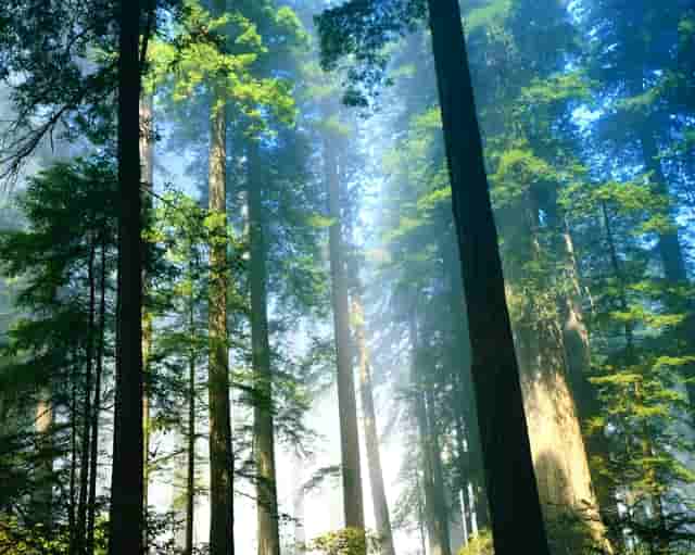 胡海泉灥喜锅教你做火锅鸭肠