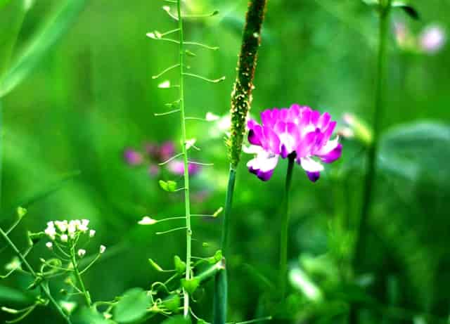 比亚迪上半年新车销量首进全球前十