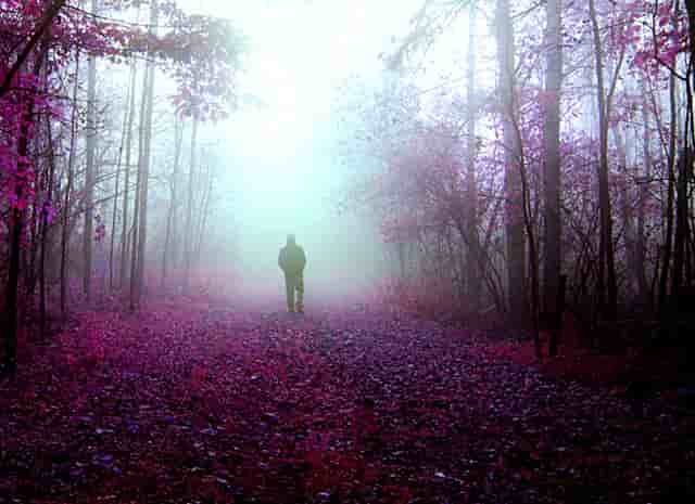 进入热门宠物行业，“口碑王”袖虎宠物带你成功！