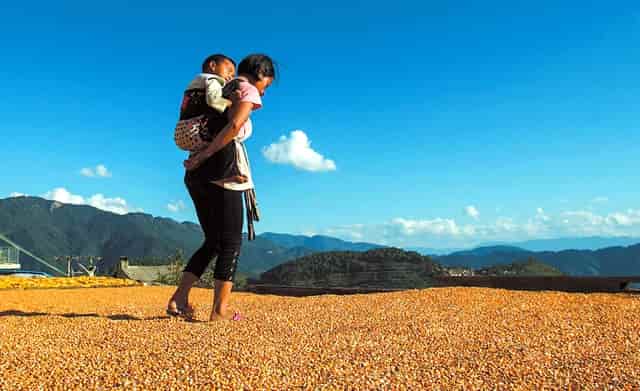 袖虎病狗攻略：狗吃草是怎么回事