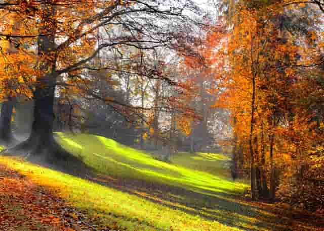 种植的辣椒怎么种(辣椒怎么种植视频)