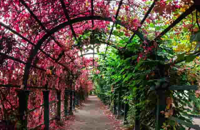 袖虎病猫：如何识别病猫如何避免买到病猫？