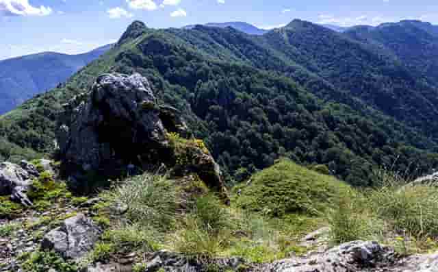 袖虎病猫攻略：猫咪鼻炎处理方法